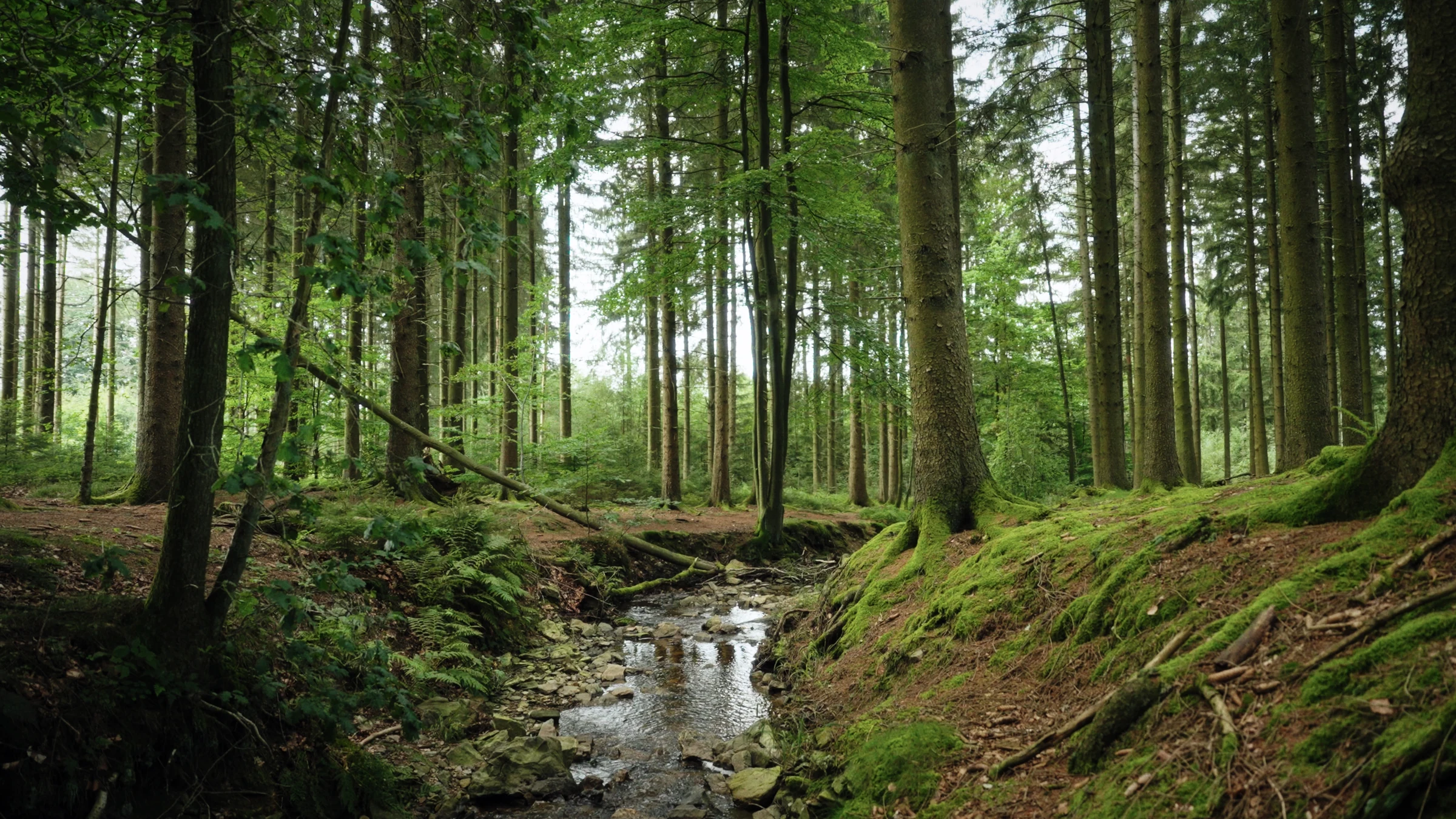 A stream winding through a mossy forest