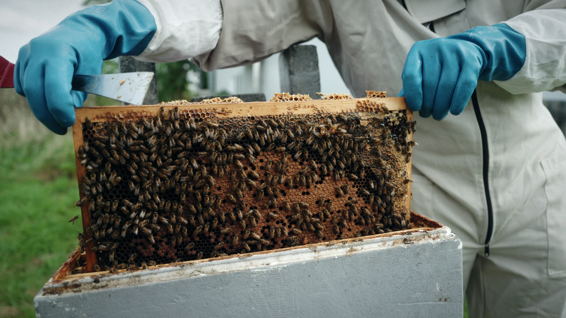 A beekeeper lifting a honeycomb frame