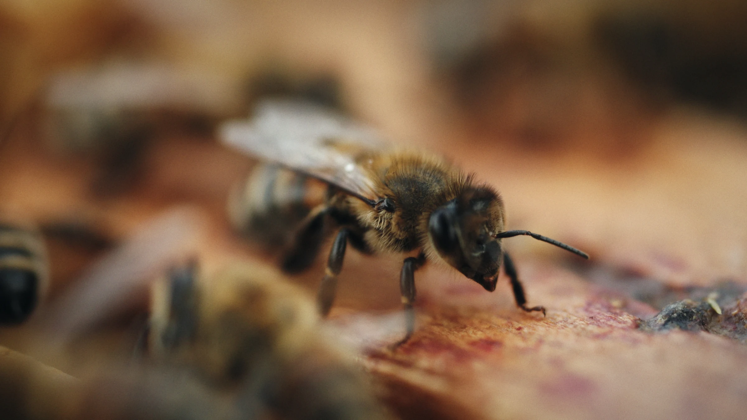 Close-up of a bee on the hive