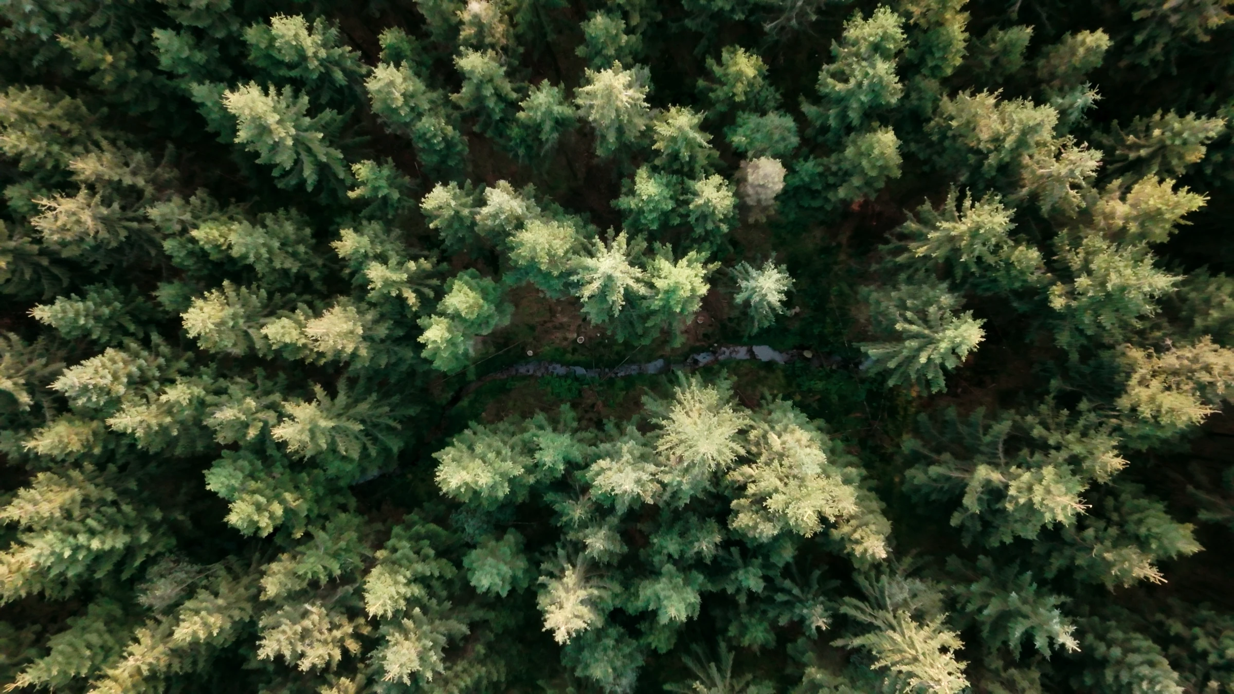A stream beneath the forest canopy seen from above
