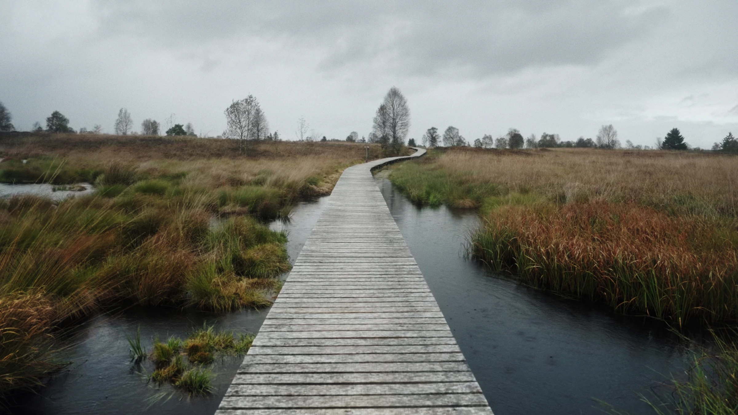 A wooden boardwalk crossing the wetlands